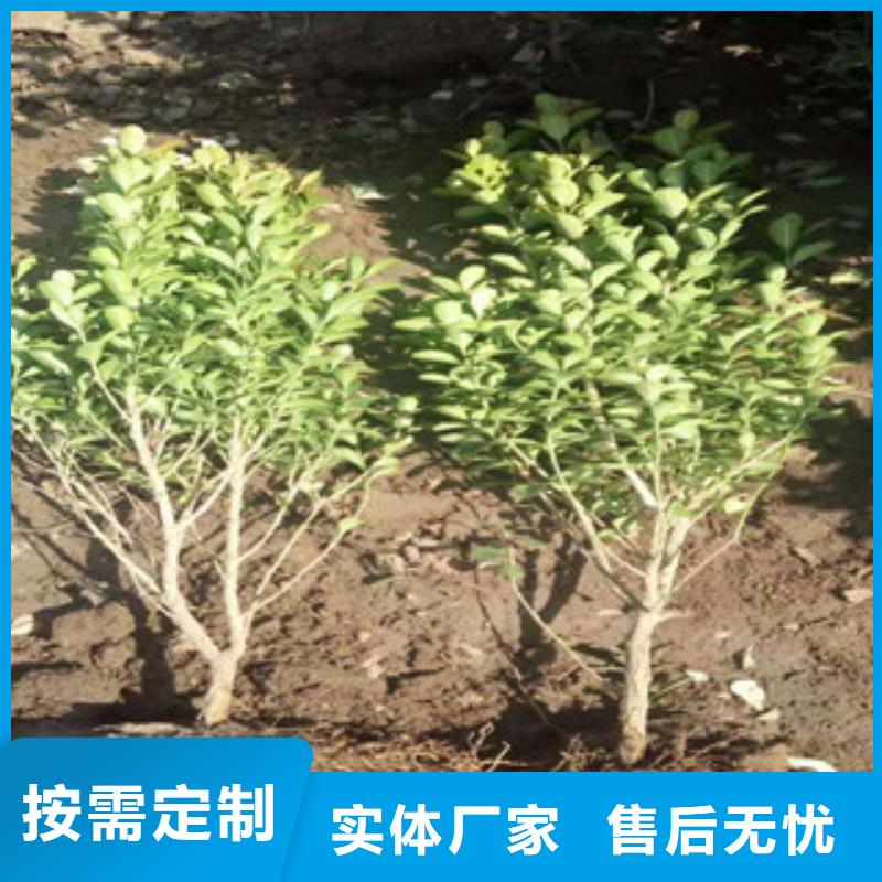 【宿根花卉】水生植物/荷花睡莲专业供货品质管控