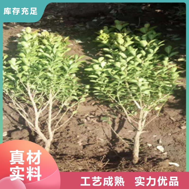 宿根花卉水生植物/荷花睡莲优选货源