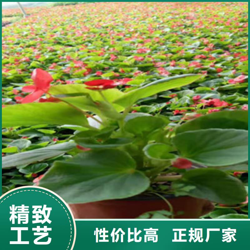 【宿根花卉观赏草/蒲苇狼尾草欢迎来电询价】