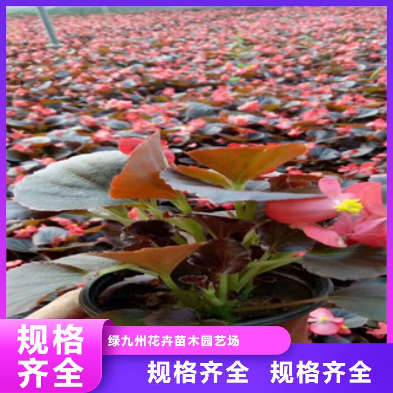 宿根花卉观赏草/蒲苇狼尾草厂家案例