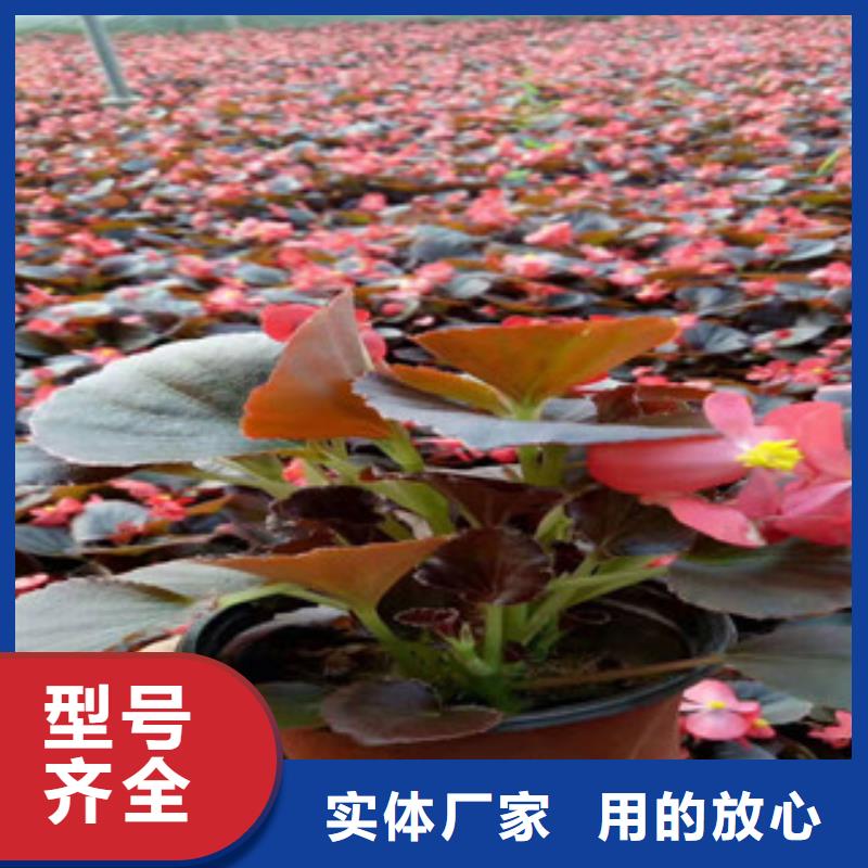 宿根花卉_花海景观工程选择我们没错