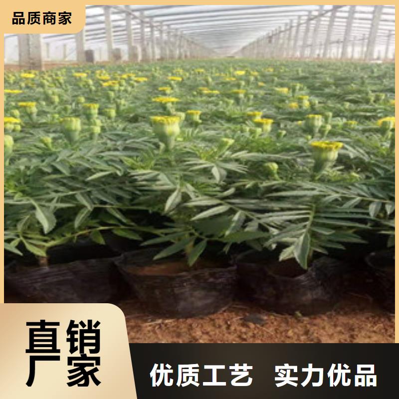 宿根花卉_【水生植物/荷花睡莲】品质无所畏惧