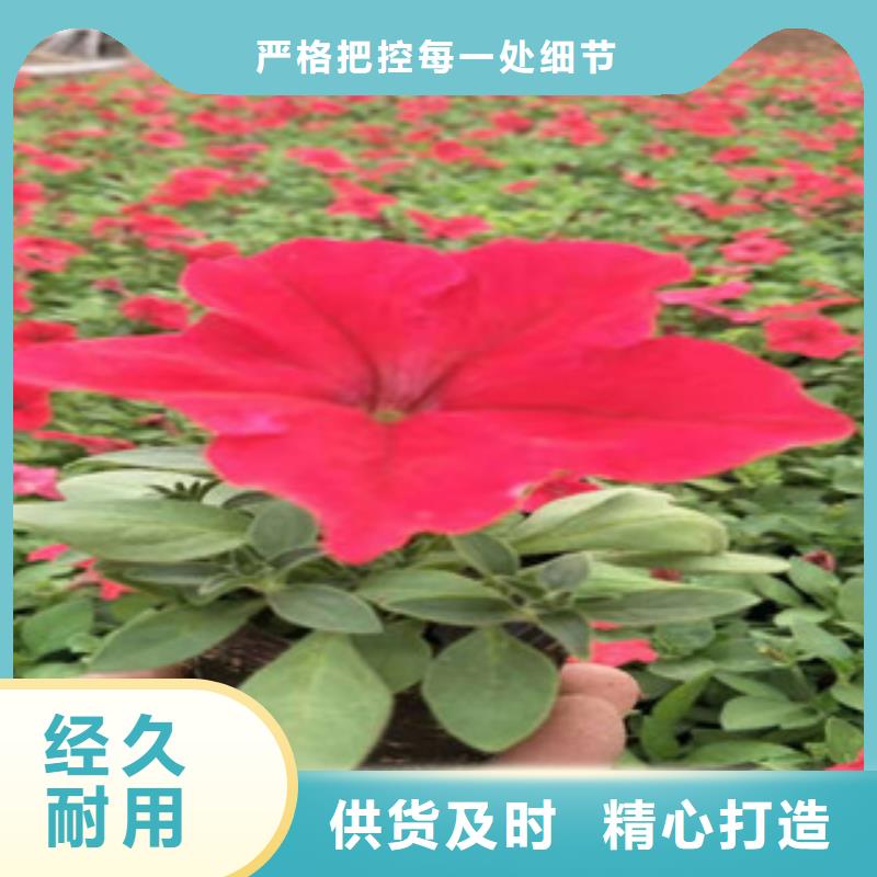 宿根花卉柳叶马鞭草/薰衣草信誉至上