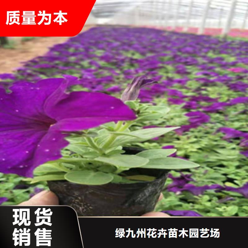 宿根花卉柳叶马鞭草/薰衣草信誉至上