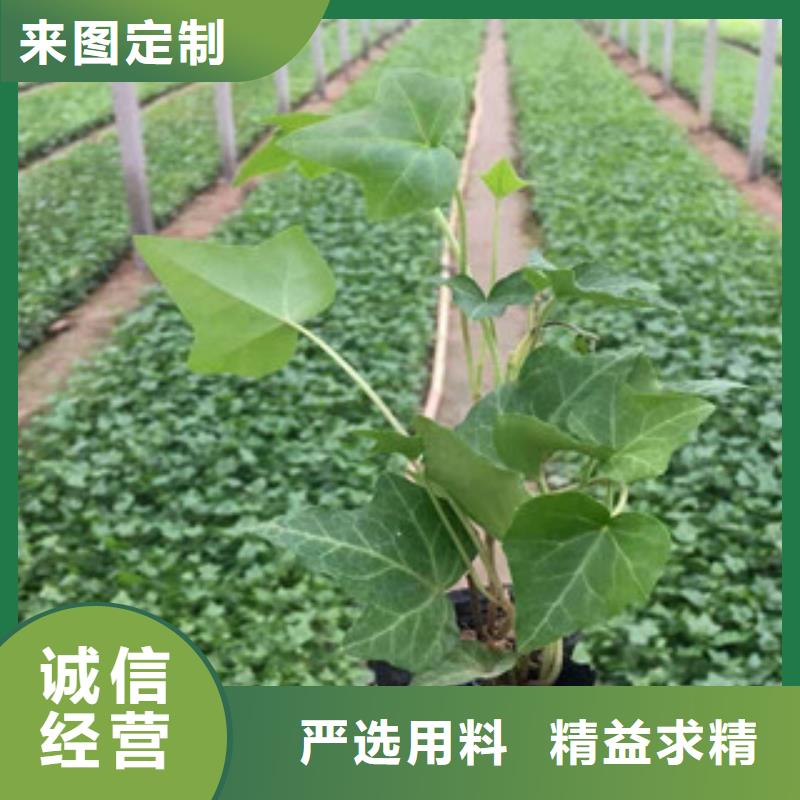 【宿根花卉_耐寒耐旱草花基地实体厂家支持定制】