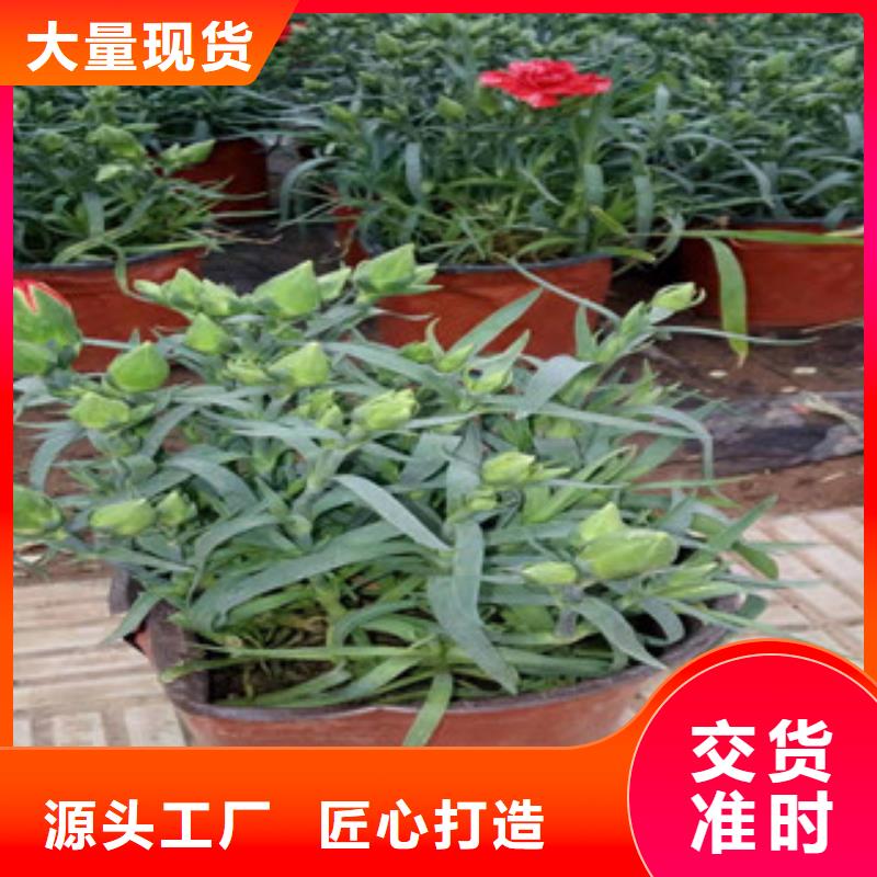 宿根花卉【时令花卉/绿化草花价格】优质货源