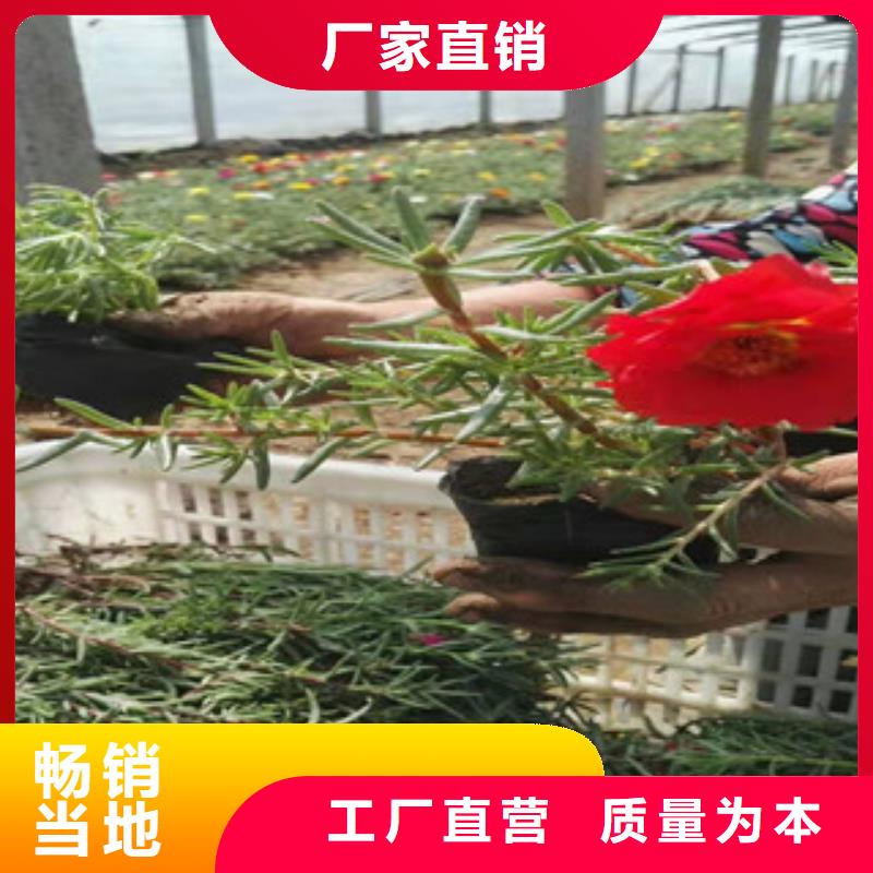 宿根花卉五一国庆草花批发厂家