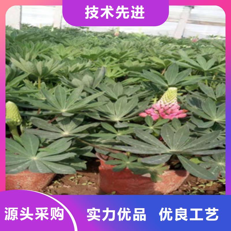 【宿根花卉观赏草/蒲苇狼尾草欢迎来电询价】