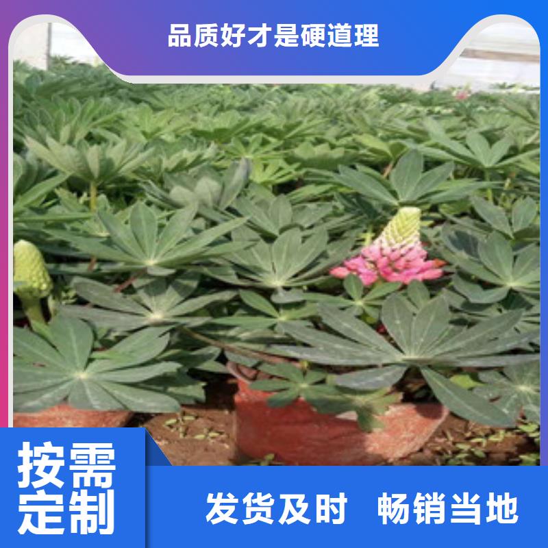 宿根花卉水生植物/荷花睡莲优选货源