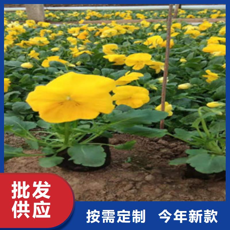 【宿根花卉水生植物/荷花睡莲经验丰富品质可靠】