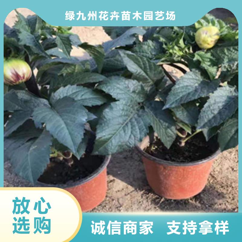 【宿根花卉水生植物/荷花睡莲经验丰富品质可靠】