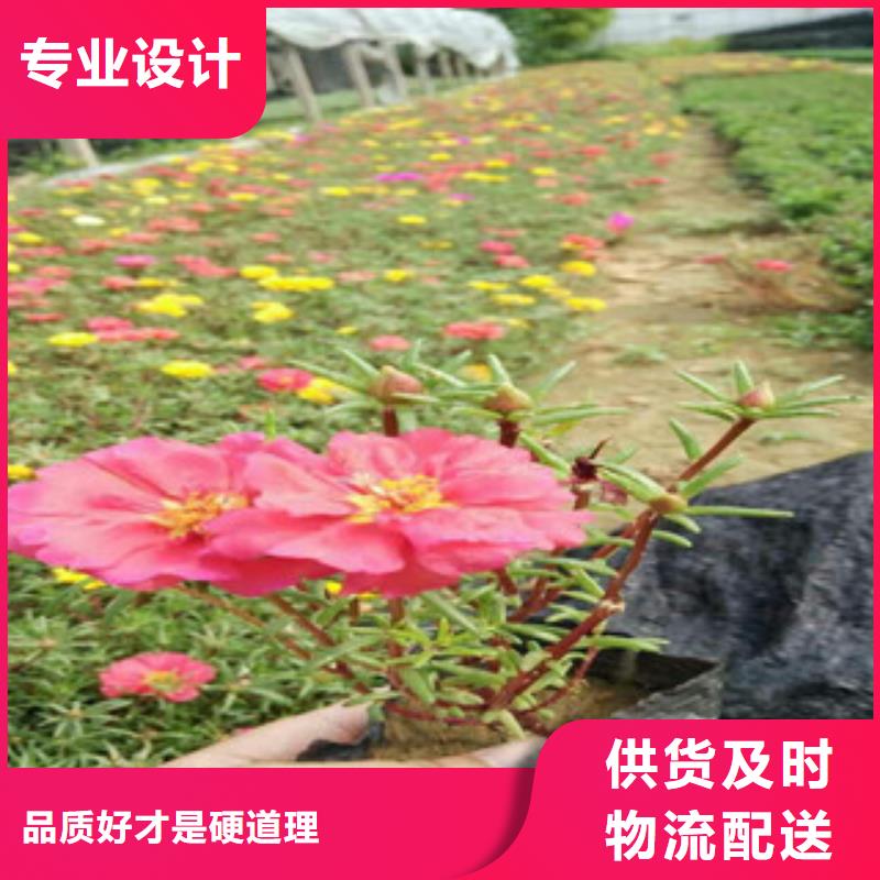 花海景观五一国庆草花批发品质无所畏惧