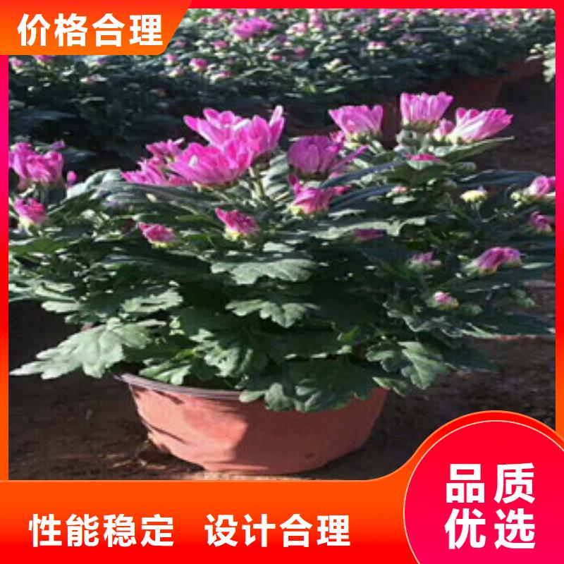 花海景观水生植物/荷花睡莲供您所需