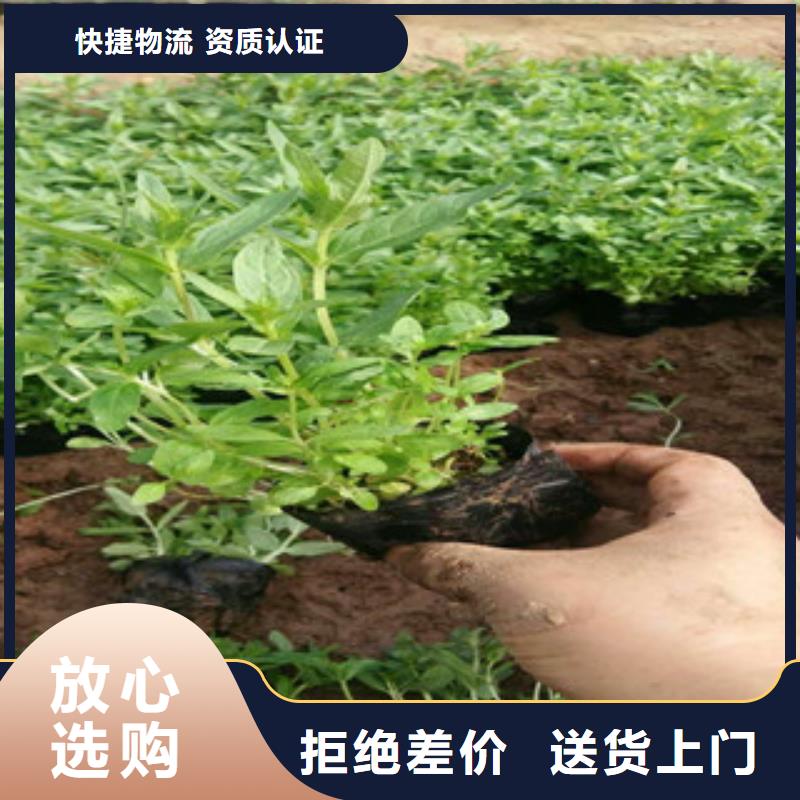 花海景观-鲁冰花/粉黛乱子草质量层层把关