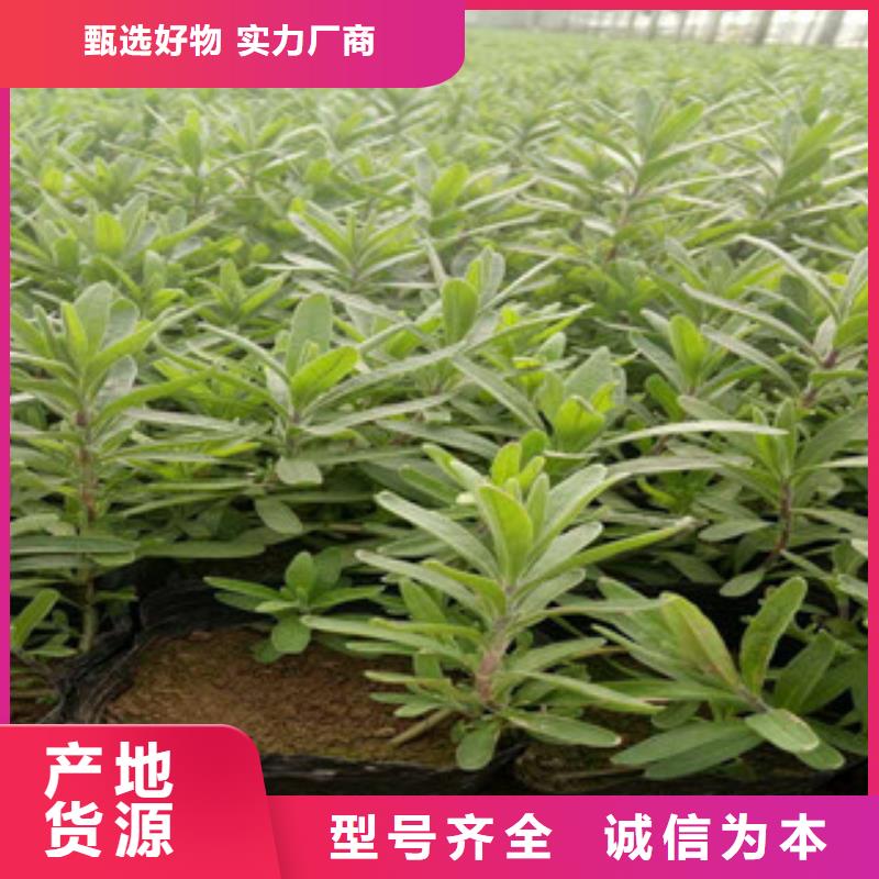 花海景观水生植物/荷花睡莲精品优选