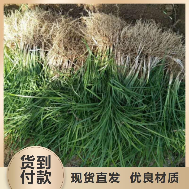 花海景观【耐寒耐旱草花基地】发货迅速