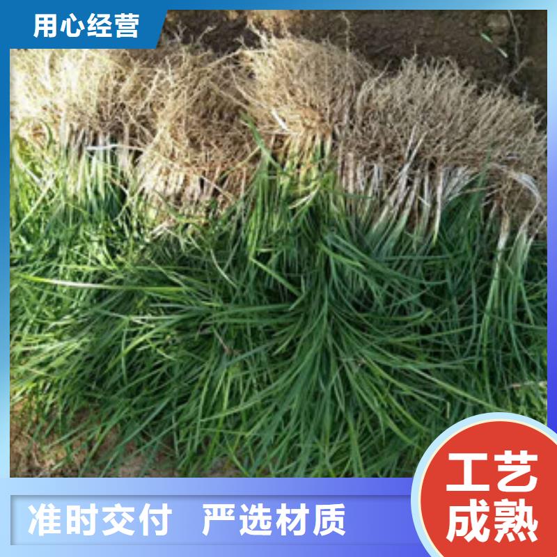 花海景观柳叶马鞭草/薰衣草厂家规格全