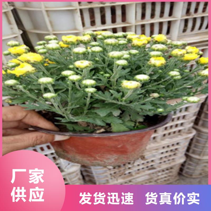 花海景观水生植物/荷花睡莲实拍品质保障