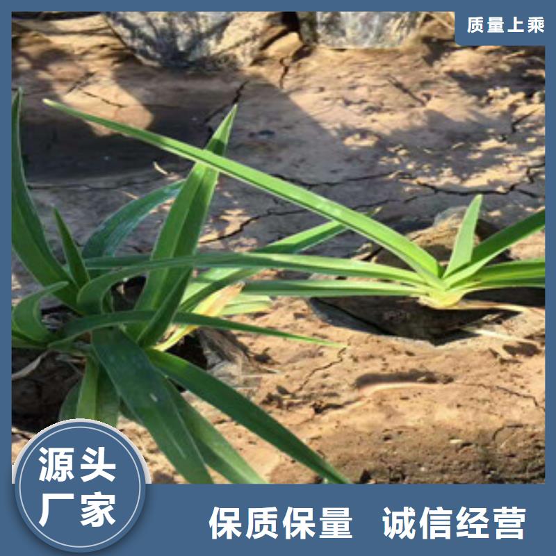 花海景观_水生植物/荷花睡莲N年专注