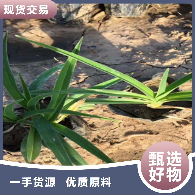 花海景观水生植物/荷花睡莲实拍品质保障