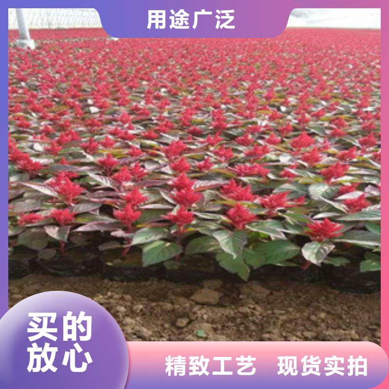 【花海景观】鲁冰花/粉黛乱子草使用方法