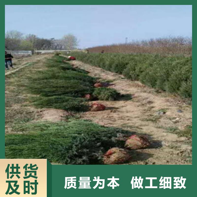 【花海景观】鲁冰花/粉黛乱子草使用方法