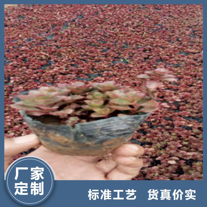 花海景观柳叶马鞭草/薰衣草实地大厂