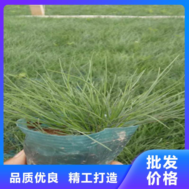 花海景观观赏草/蒲苇狼尾草免费获取报价