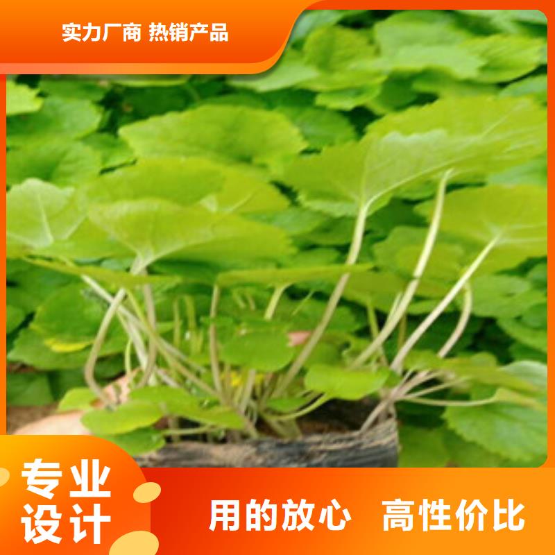 花海景观【鲁冰花/粉黛乱子草】同行低价