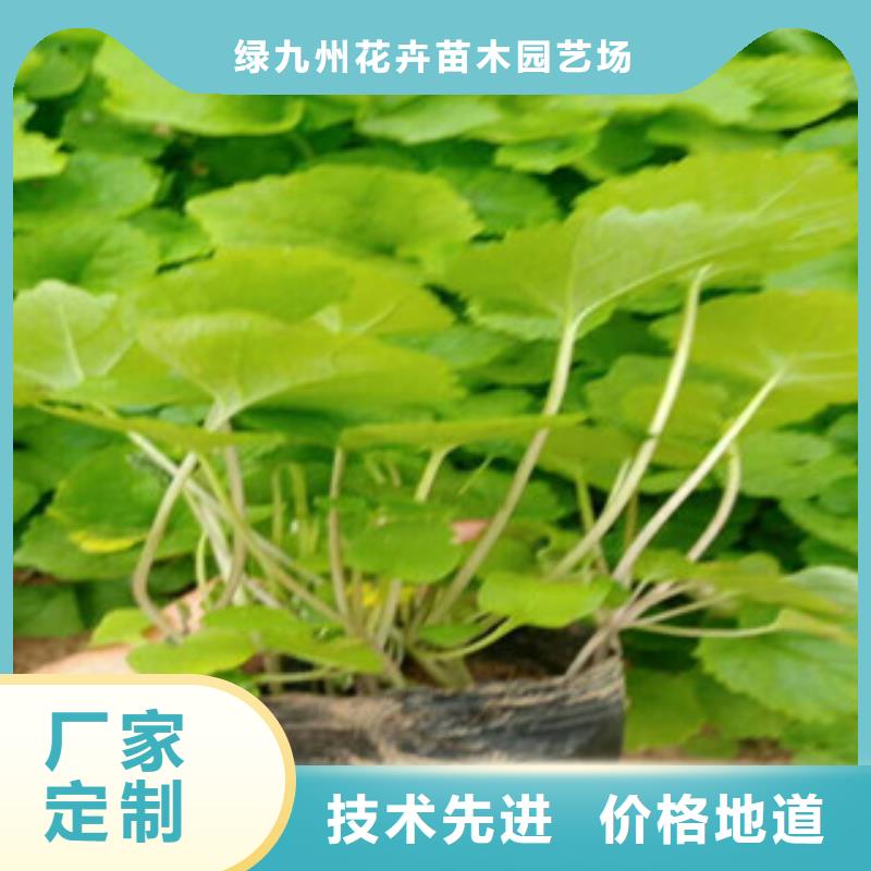 【花海景观】水生植物/荷花睡莲懂您所需