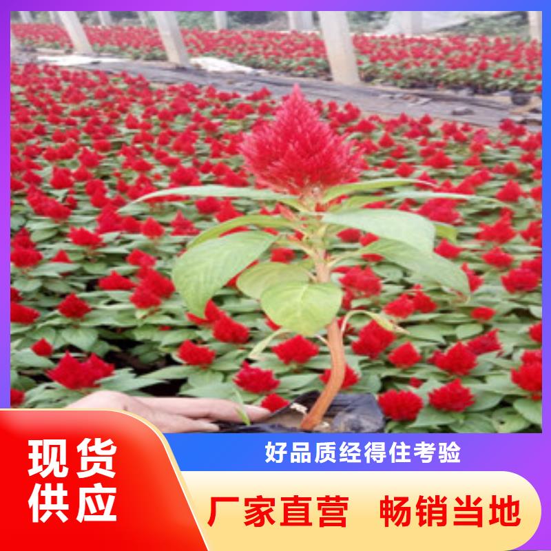 花海景观观赏草/蒲苇狼尾草免费获取报价