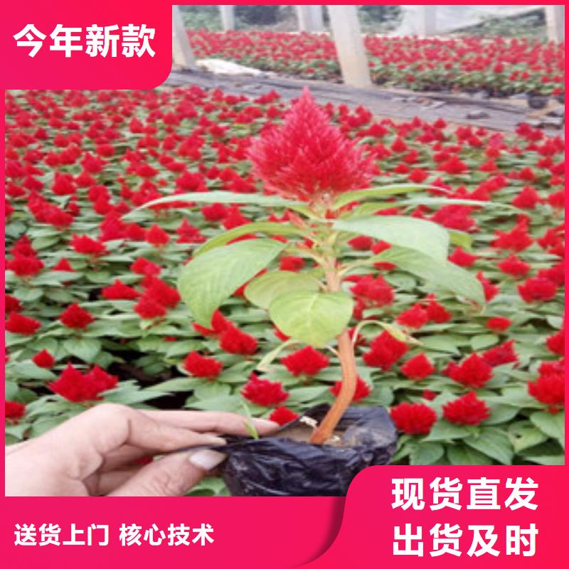 花海景观时令花卉/绿化草花价格品质优良