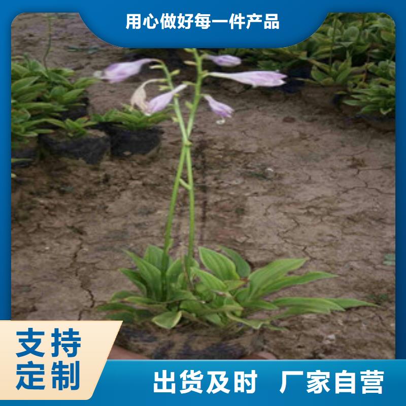 花海景观_鲁冰花/粉黛乱子草出厂严格质检