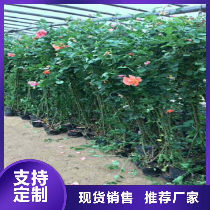 【花海景观】时令花卉/绿化草花价格定制零售批发