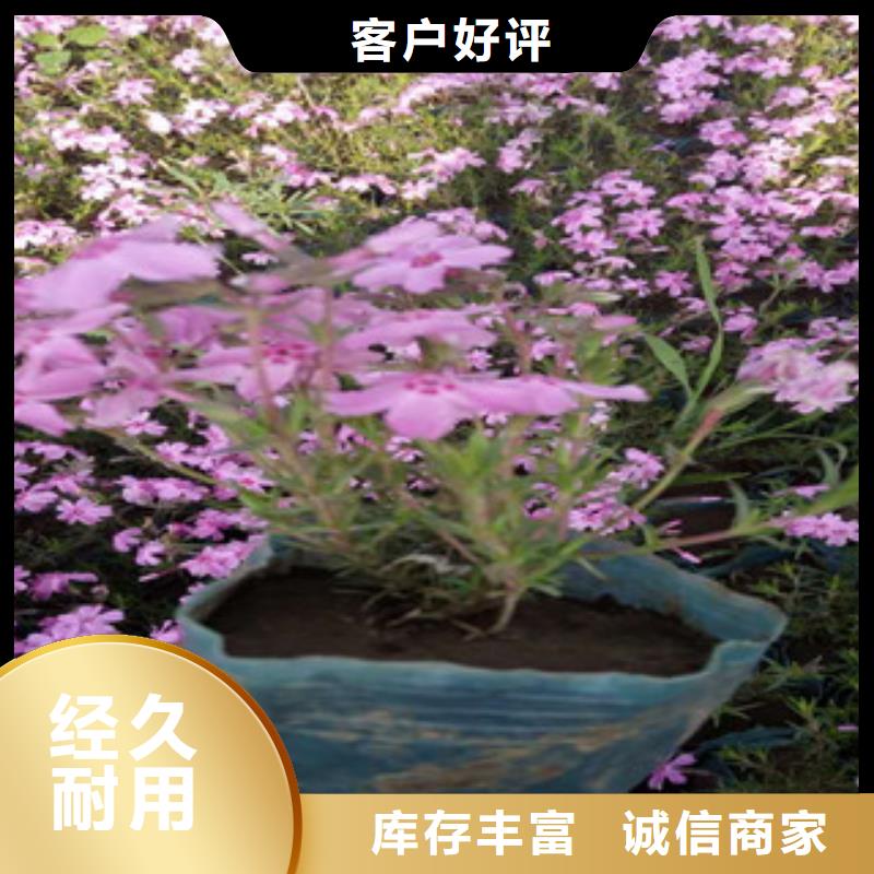 花海景观柳叶马鞭草/薰衣草质优价廉