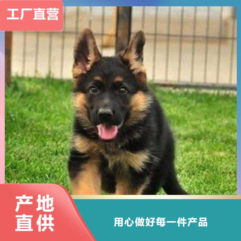 【德国牧羊犬】杜宾犬今年新款