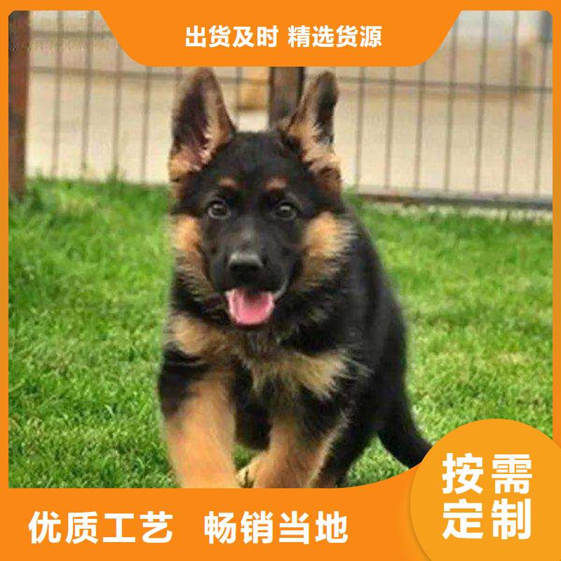 德国牧羊犬卡斯罗犬源厂直接供货