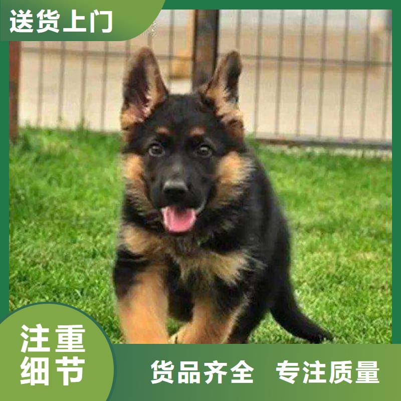 德国牧羊犬_德牧犬高标准高品质