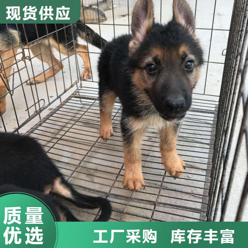 德国牧羊犬,杜宾犬安装简单