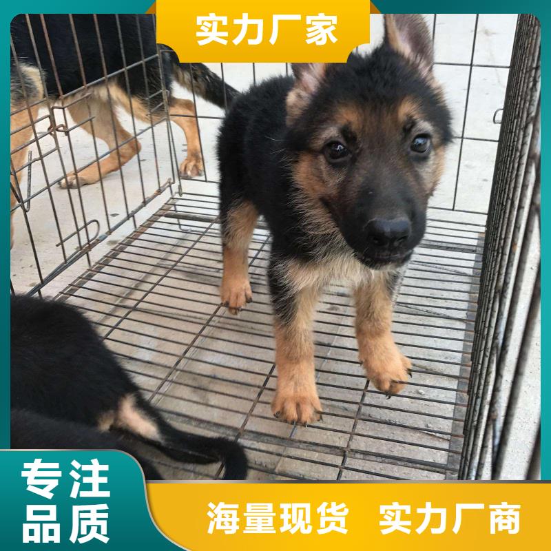 德国牧羊犬卡斯罗犬诚信可靠