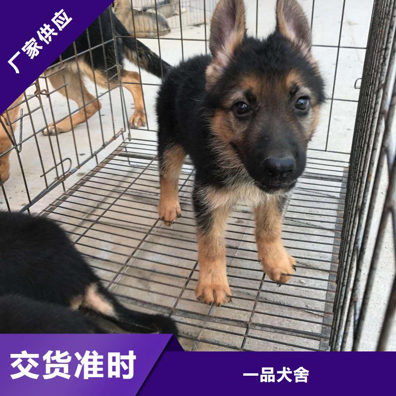 德国牧羊犬【高加索犬】欢迎来厂考察