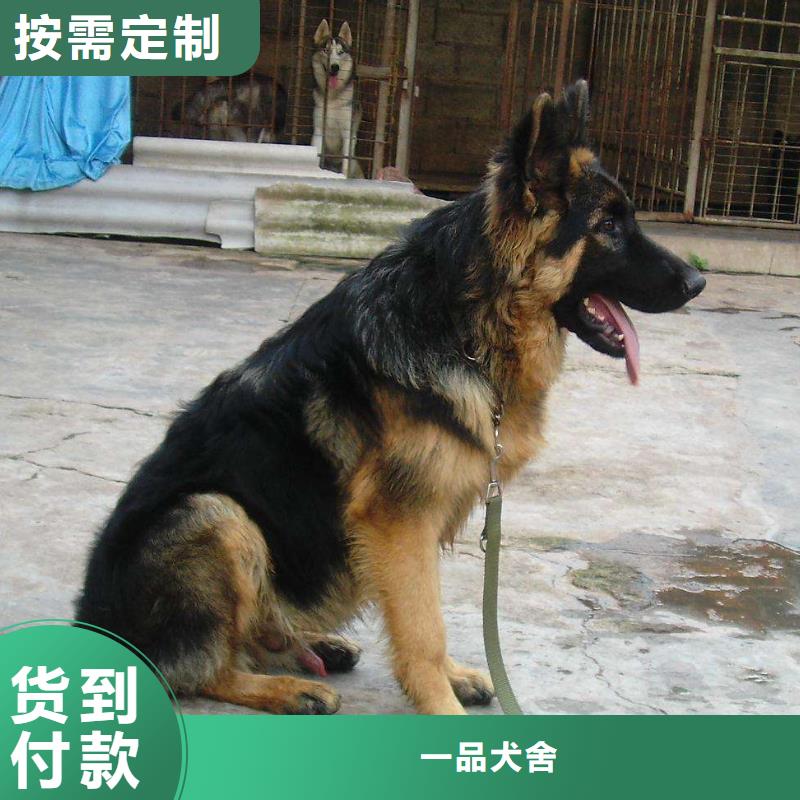 德国牧羊犬【杜高犬】源头厂源头货