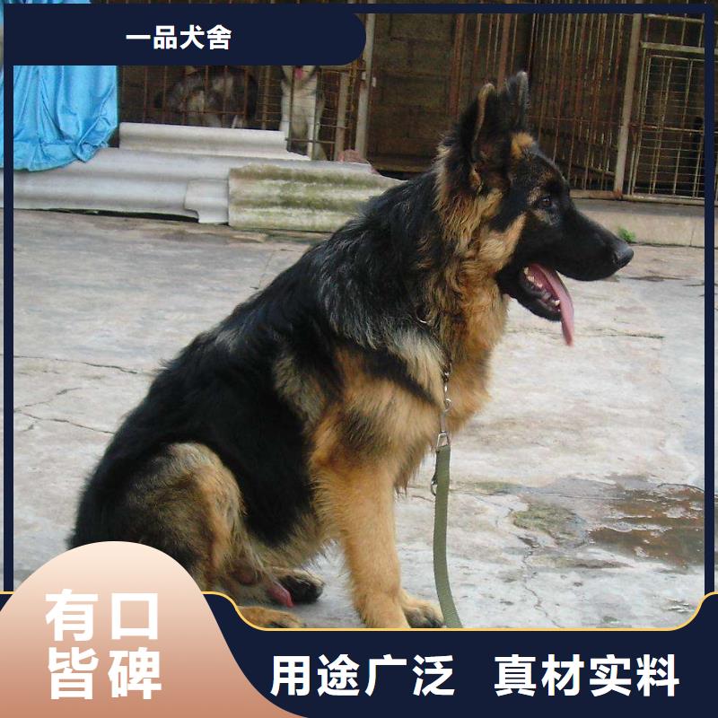 德国牧羊犬_马犬省心又省钱