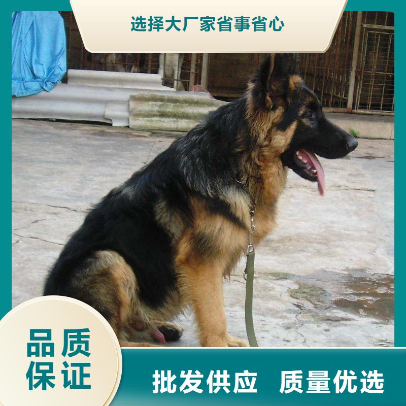 【德国牧羊犬罗威纳犬快速报价】