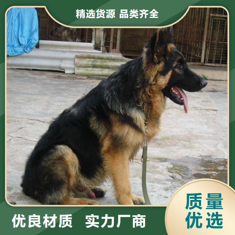 德国牧羊犬【杜高犬】现货充足量大优惠