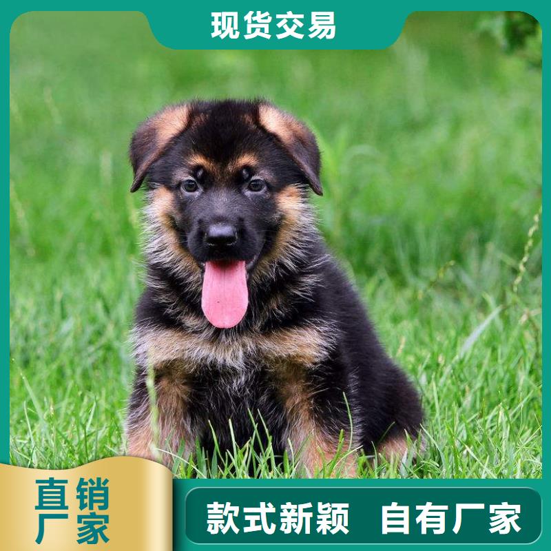 德国牧羊犬-卡斯罗犬资质认证