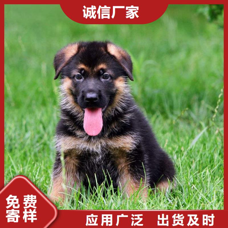 德国牧羊犬_杜高犬一站式供应厂家