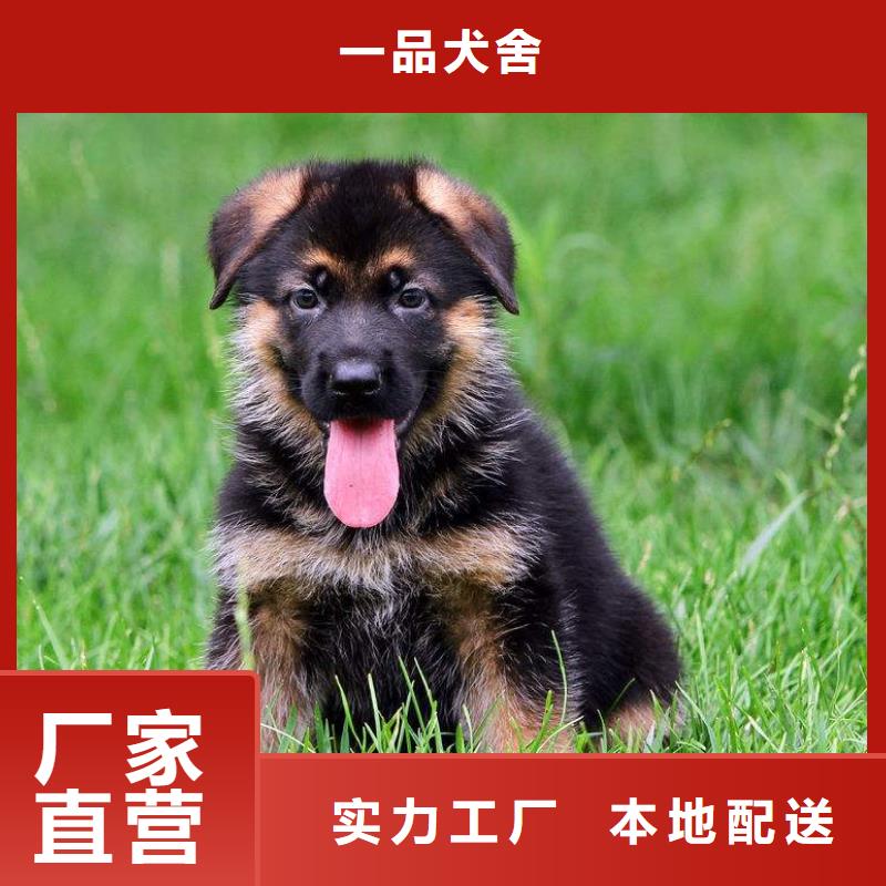 德国牧羊犬_【马犬】真材实料加工定制