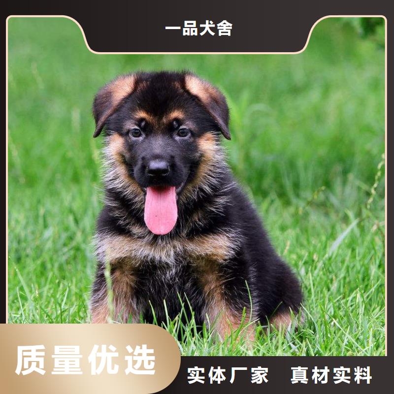 【德国牧羊犬卡斯罗犬厂家大量现货】