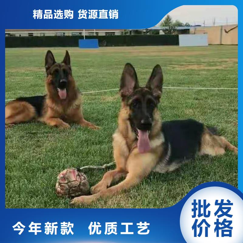 德国牧羊犬德牧犬品质无所畏惧